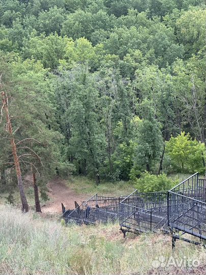 Лес кругляк сосна