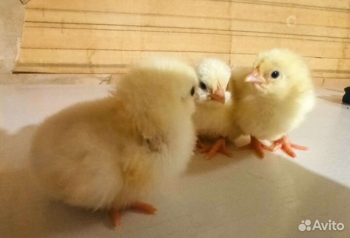 Цыплята бройлеры кобб 500