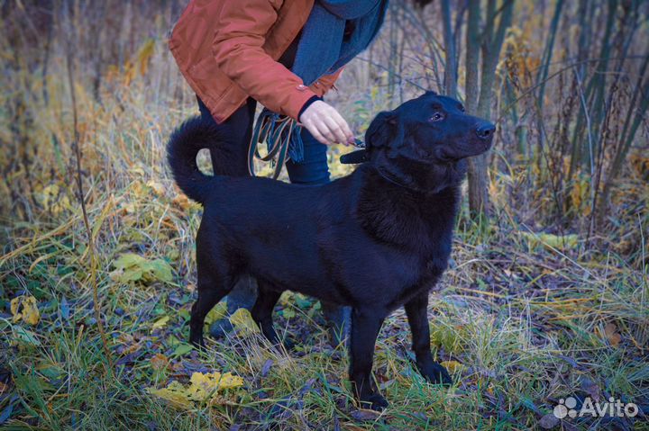 Самый любящий пес Тим