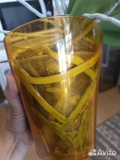 Фаленопсис Ravello