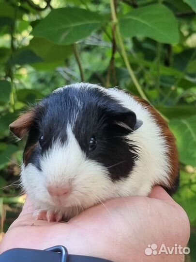 Морские свинки мальчики