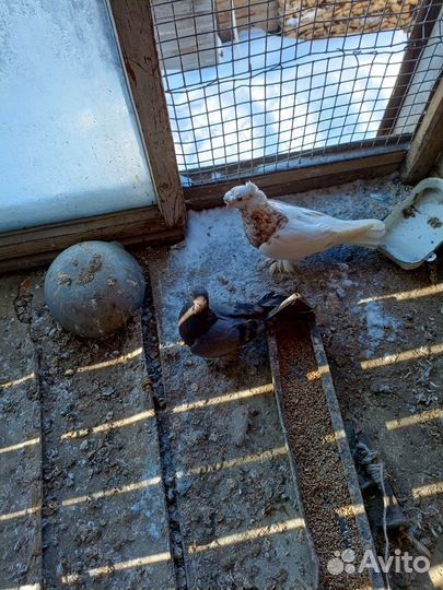 Бойные голуби