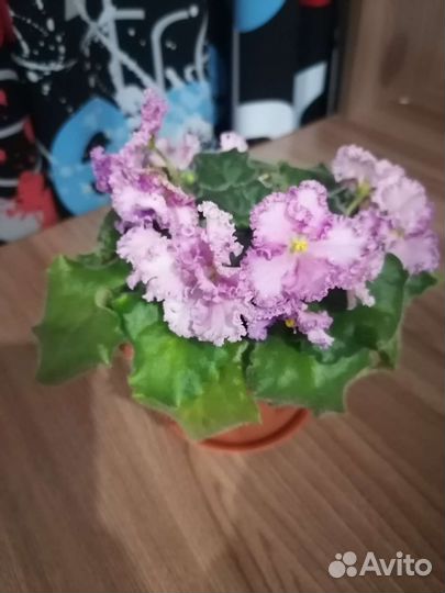 Фиалка(листочки)