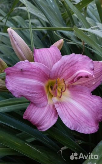 Сортовые Лилейники и лилии для садаС