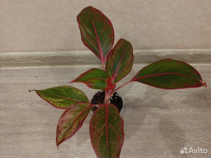 Аглаонема Крит, диффенбахия кустовая низкорослая