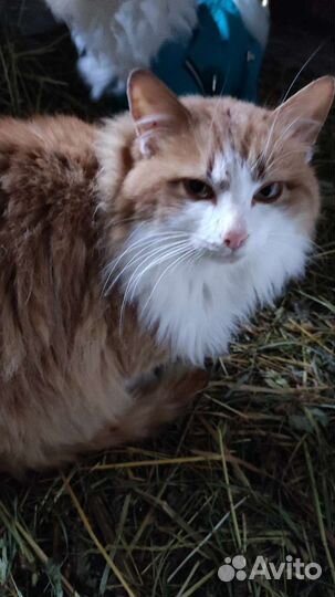 Кот в добрые руки)