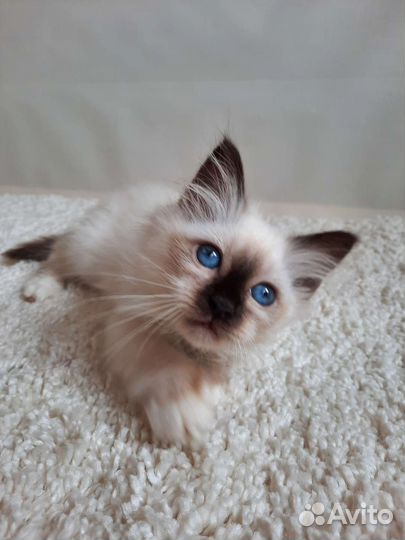 Котенок редкой породы