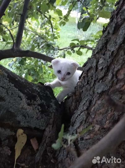 Домашние животные котята бесплатно