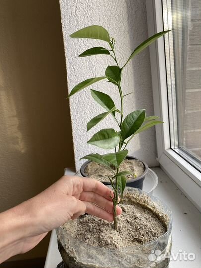 Цитрусовые из косточки