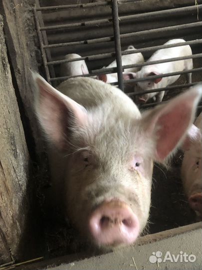 Свиноматки