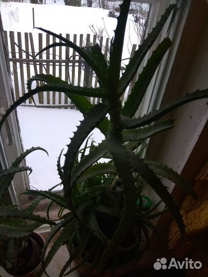 Алоэ столетник