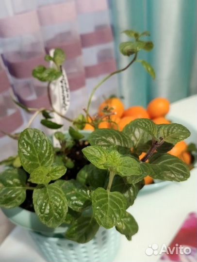 Мята сортовая, более 100 сортов