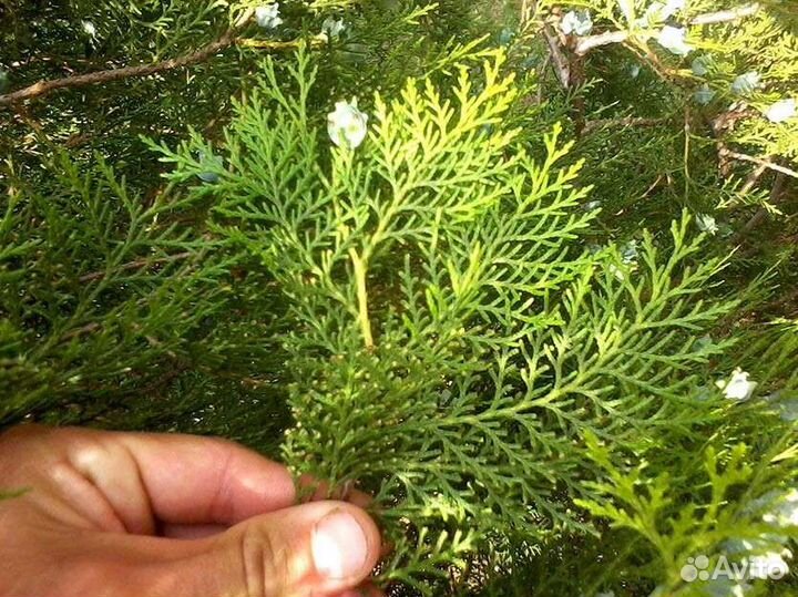 Саженцы туя, биота(плосковеточник восточный)