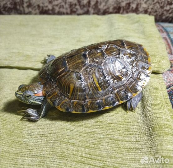 Красноухая черепаха