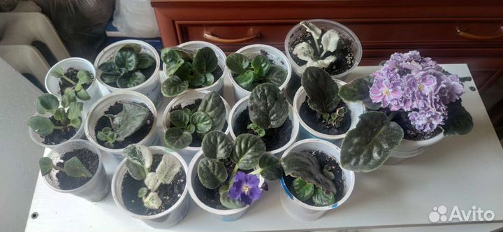 Фиалки сортовые и спатифиллум