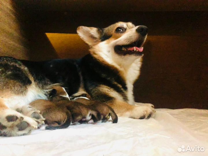 Инструктор по вязке собак