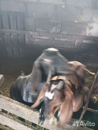 Козлики нубийские