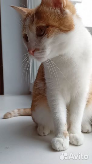 Потерялся кот