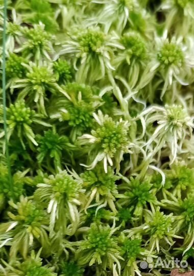 Мох сфагнум живой