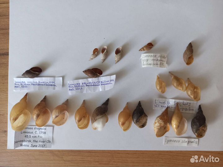 Морские раковины