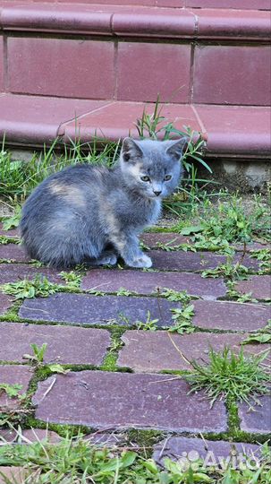 Котята в добрые руки бесплатно