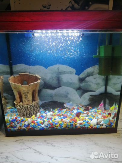 Аквариум