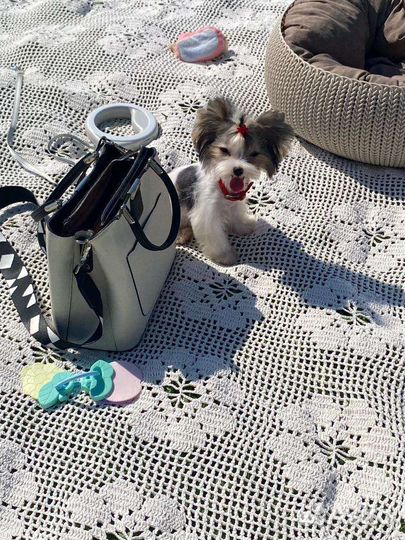 Маленькая девочка бивер йорк