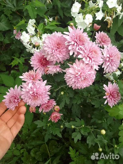 Хризантема корейская