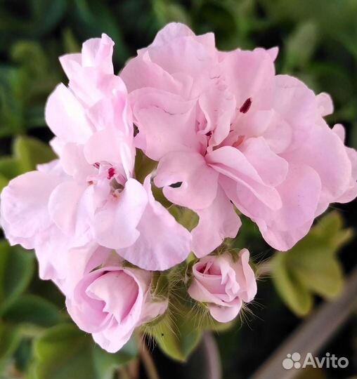 Пеларгония герань