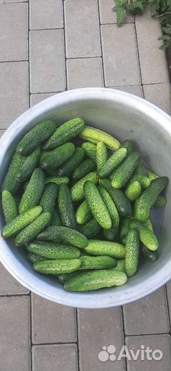 Огурцы свежие домашние