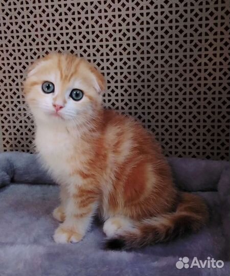 Золотая шиншилла