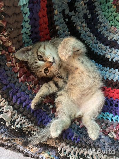 Котенок