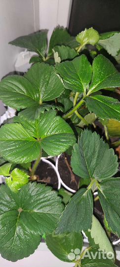 Рассада клубники