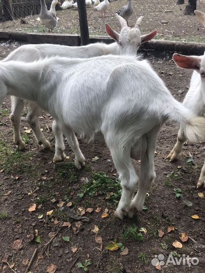 Козлята
