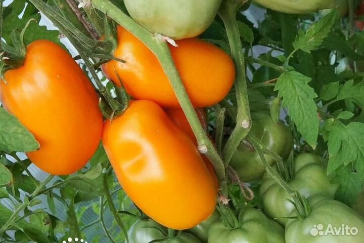 Семена томатов Минусинские и другие сорта