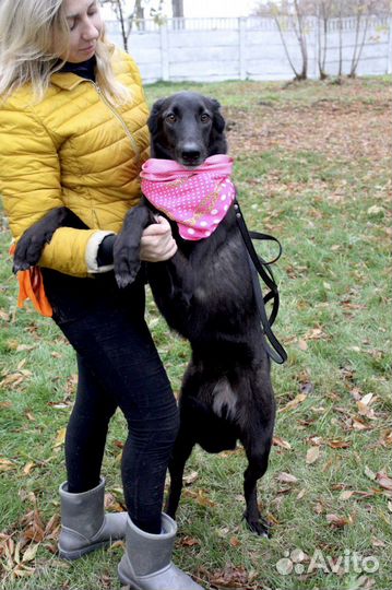 Метис борзой в добрые руки