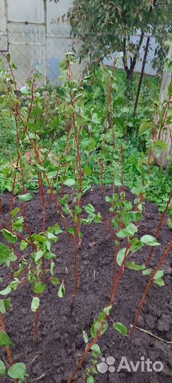 Саженцы персика и абрикосы