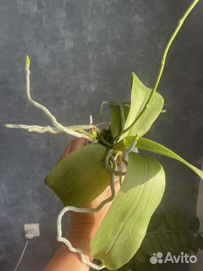 Орхидея цветет