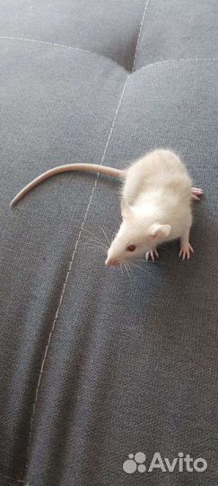 Крысы дамбо сиамские