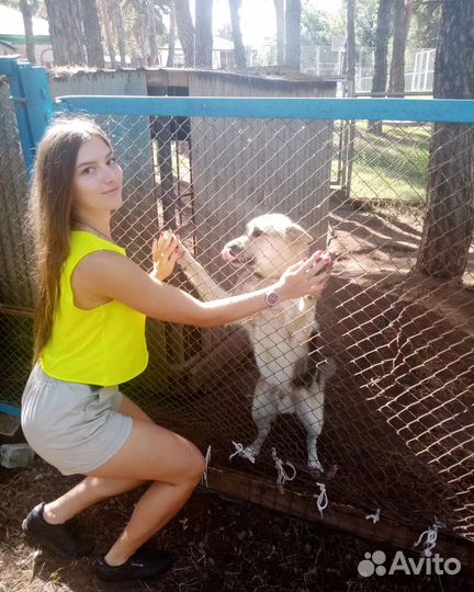 Выгул собак