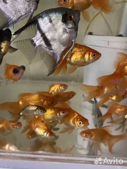 Рыбки