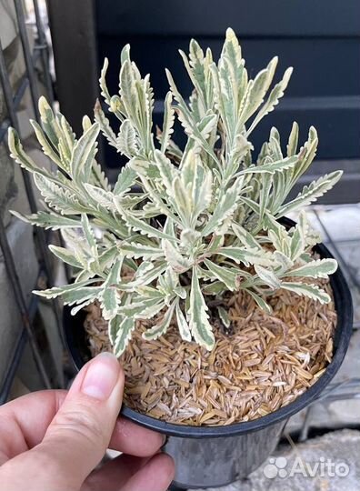 Лаванда узколистная Платинум Блонд