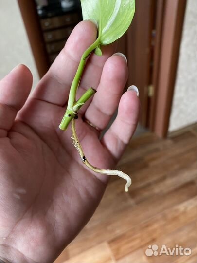 Сциндапсус (эпипремнум) золотистый