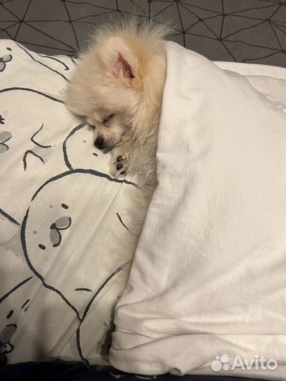 Цвергшпиц померанский