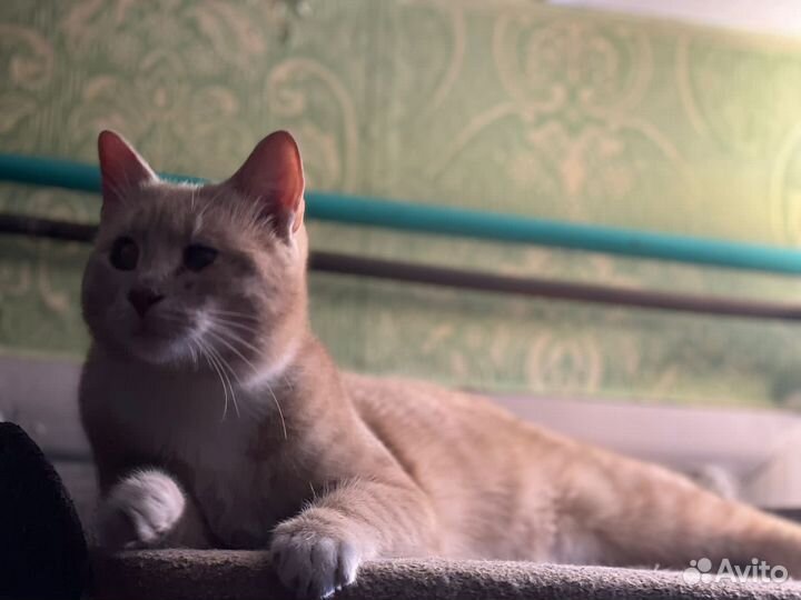 Котенок, мальчик