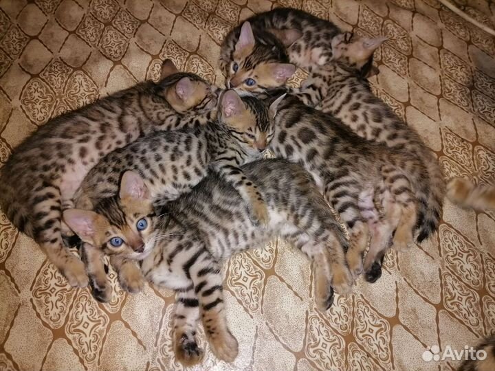 Бенгальские котята