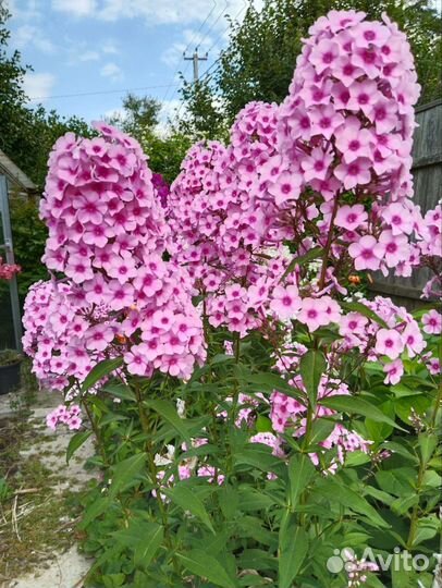 Флоксы многолетние