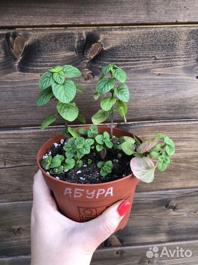 Мята сортовая