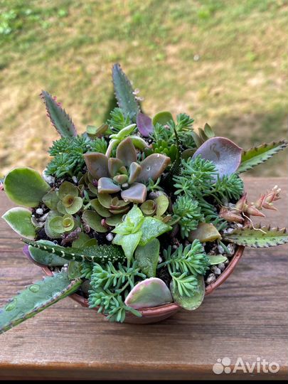 Суккуленты набор
