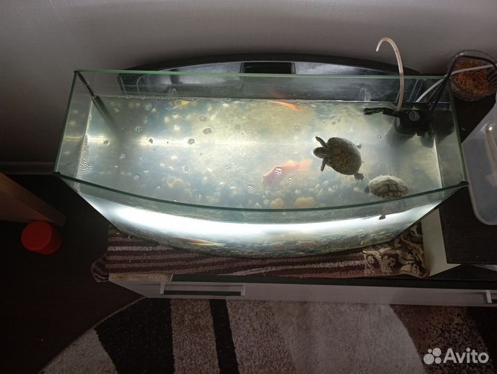 Аквариум с рыбками